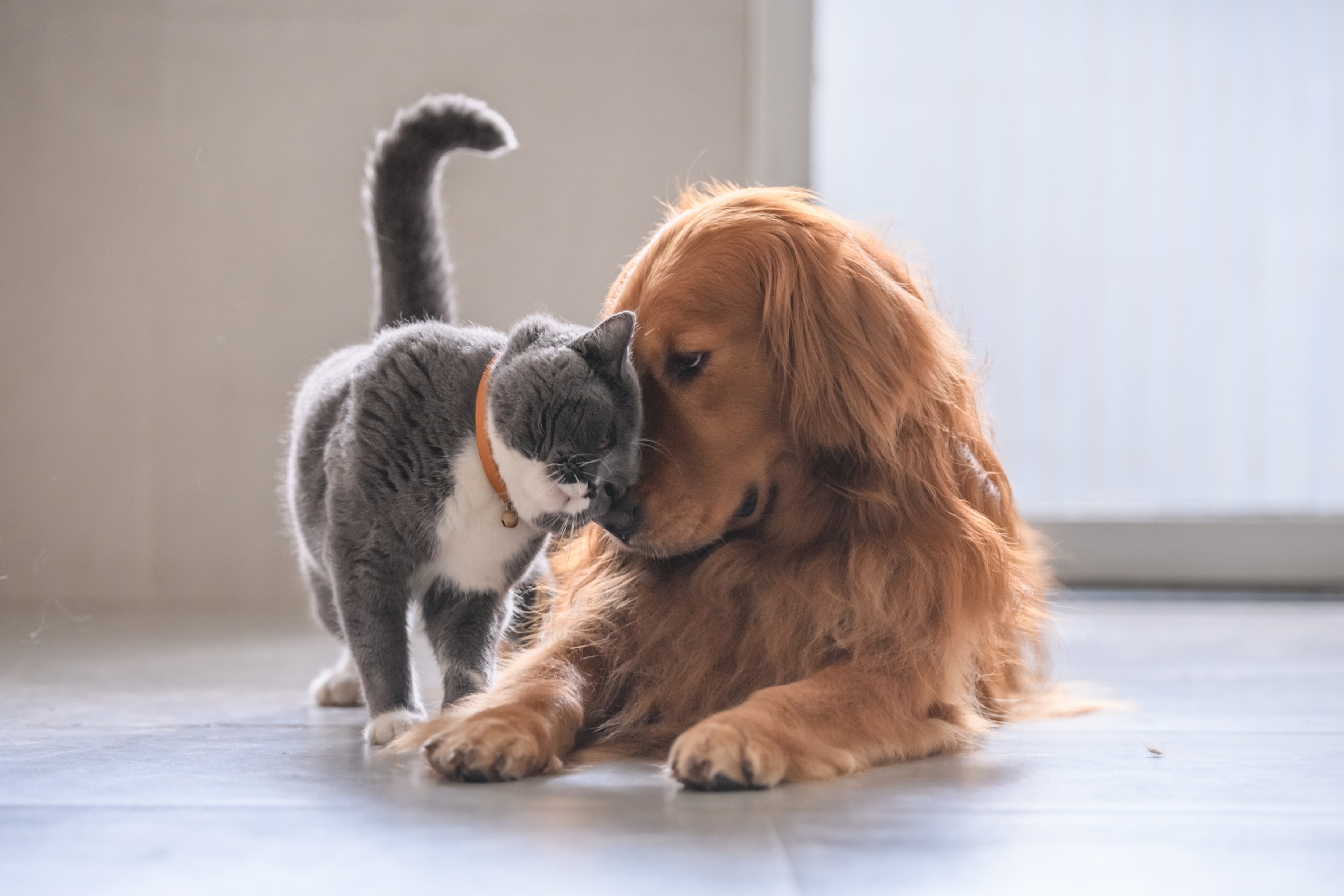 A dog and cat enjoying each other's company