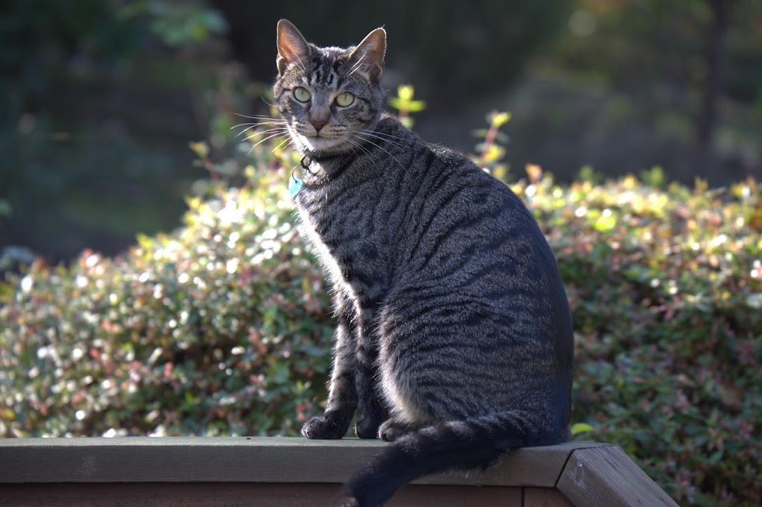 Yoyo the cat sitting on a fence enjoying some fresh air